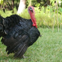 For the Love of Thanksgiving
