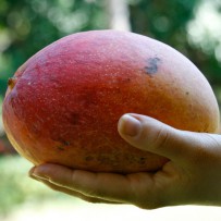 The Art of Cutting a Mango