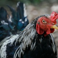 Chicken Count