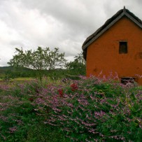 Picture of the Week (POTW)
