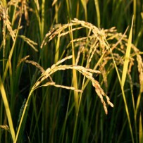 The Rice of Life…