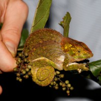 Ranomafana