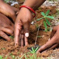 Celebrating Forests–