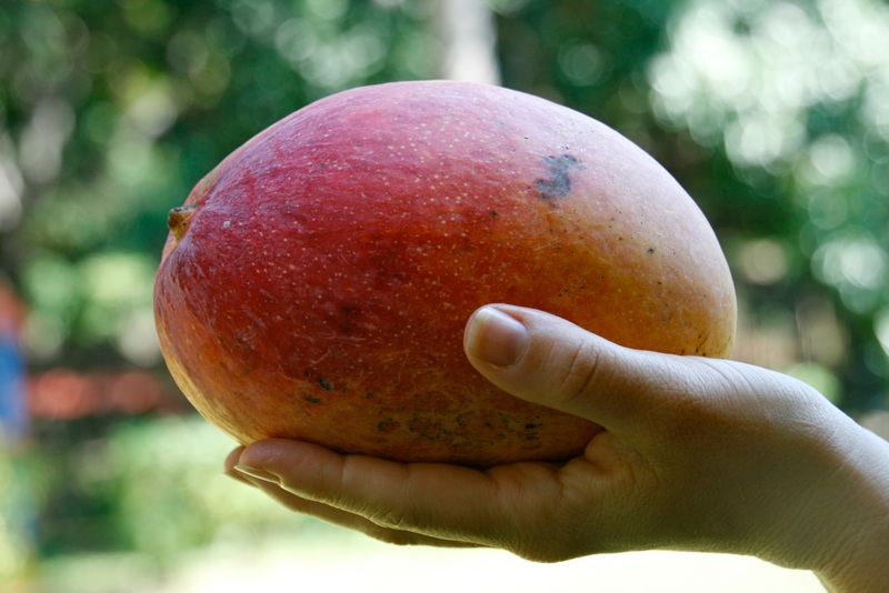 The Art of Cutting a Mango