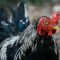 Chicken Count