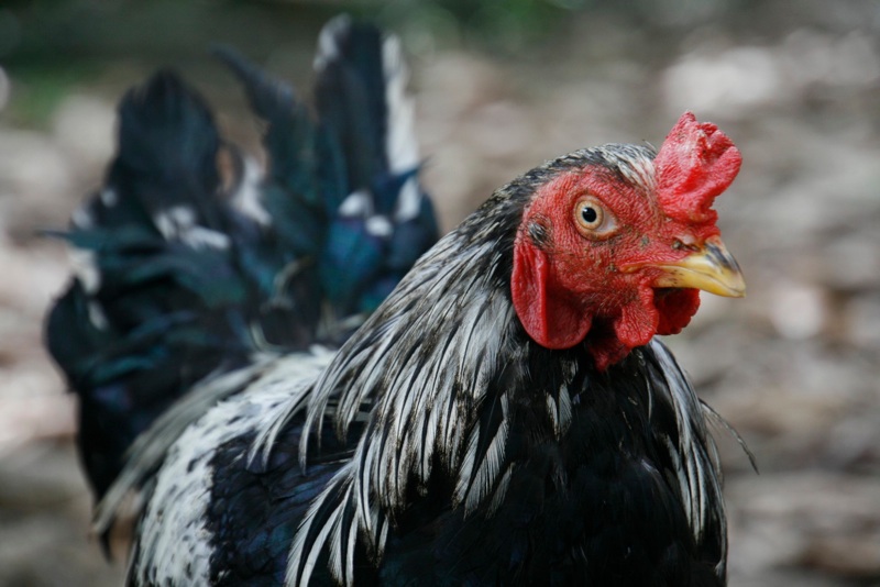 Chicken Count