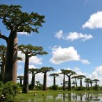 Alley of the Baobabs