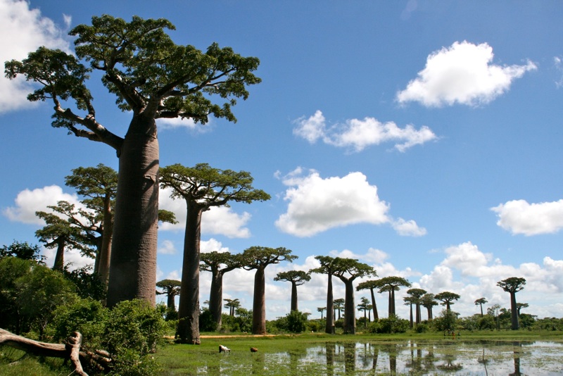 Alley of the Baobabs