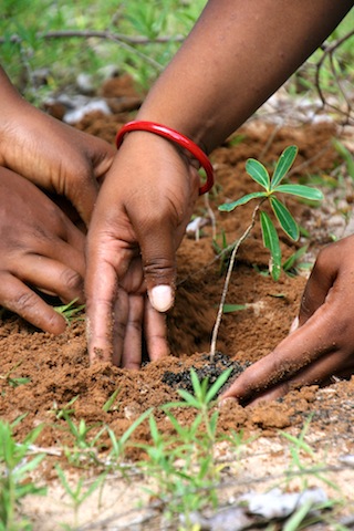 Celebrating Forests–
