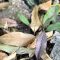 Camouflage and Grace…