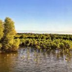 Restoration of a Lost Mangrove Forest…