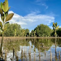 Hope Taking Root… From Madagascar to Kenya